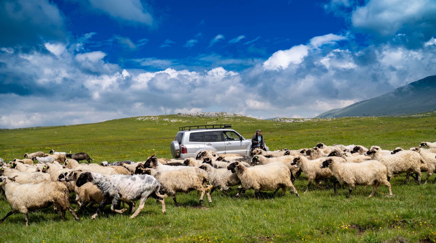 Livanjsko polje — destinacija sira