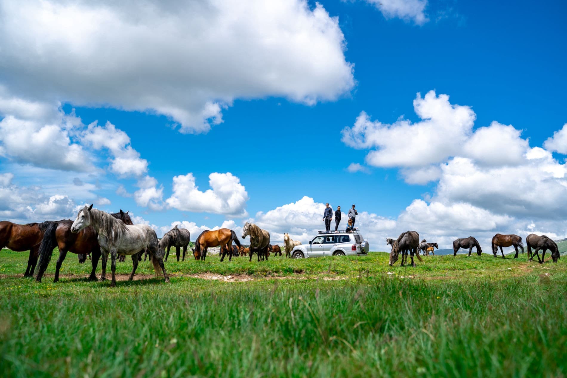 Divlji konji na Cincaru