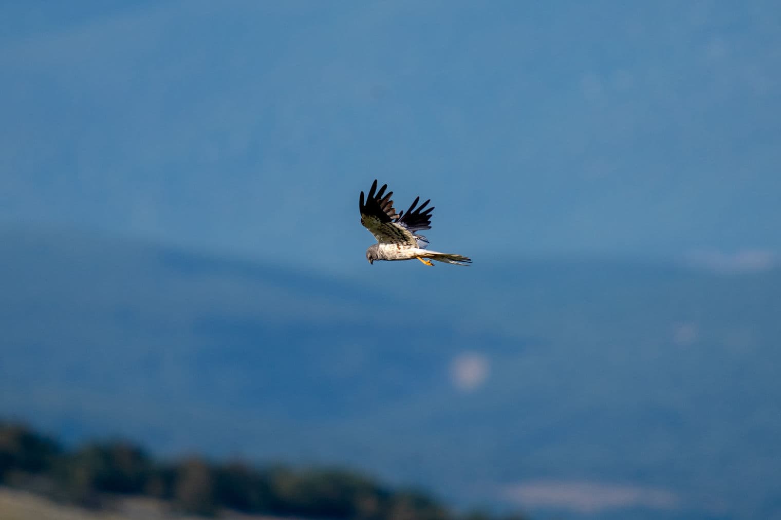 Ptice na Livanjskom polju