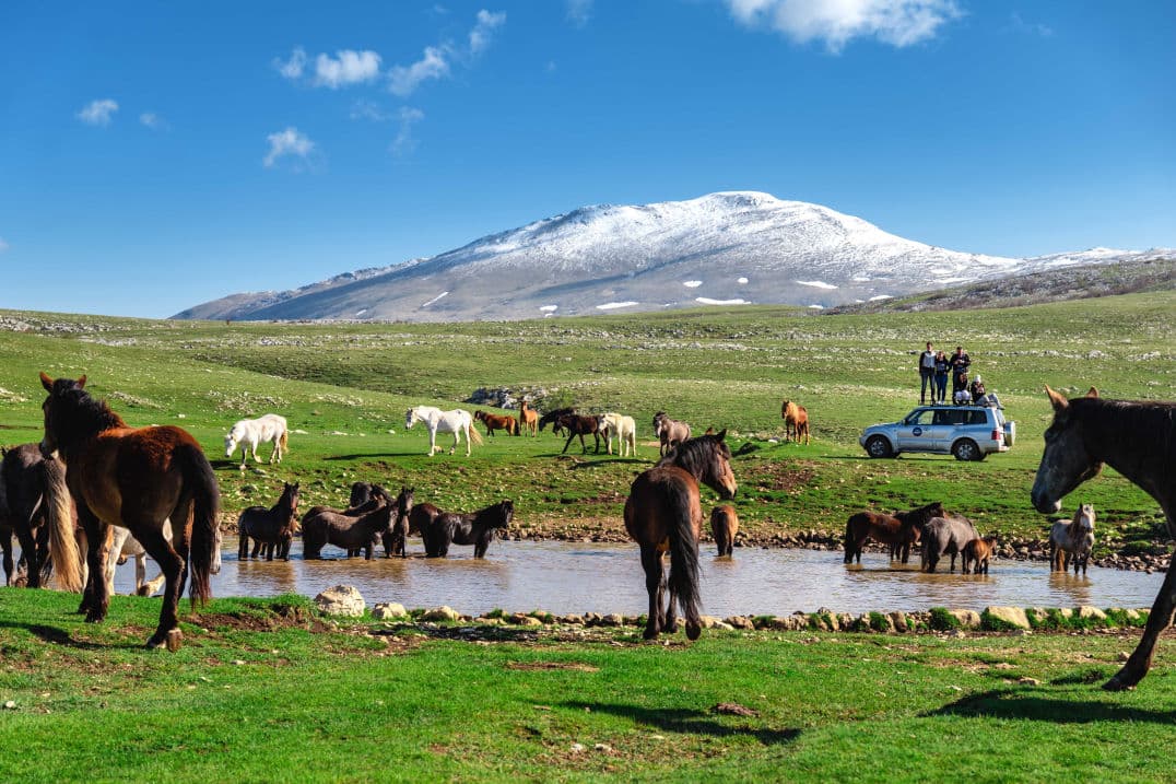 Wild horses on Cincar